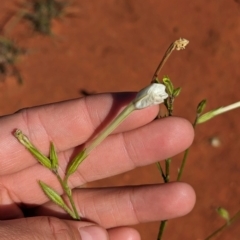 Nicotiana occidentalis subsp. obliqua (Native Tobacco) by Darcy