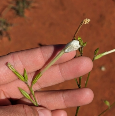 Nicotiana occidentalis subsp. obliqua (Native Tobacco) by Darcy