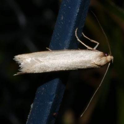 Philobota xiphostola at WendyM's farm at Freshwater Ck. - 12 Sep 2023 by WendyEM