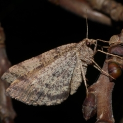 Parosteodes fictiliaria (Dodonaea Moth) at WendyM's farm at Freshwater Ck. - 15 Sep 2023 by WendyEM