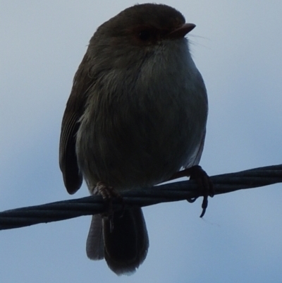 Malurus cyaneus (Superb Fairywren) at WendyM's farm at Freshwater Ck. - 17 Sep 2023 by WendyEM