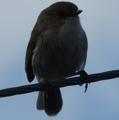 Malurus cyaneus (Superb Fairywren) at WendyM's farm at Freshwater Ck. - 17 Sep 2023 by WendyEM