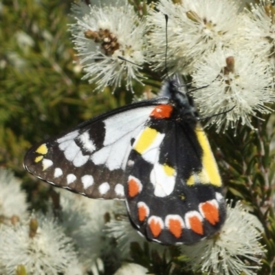 Delias aganippe (Spotted Jezebel) at WendyM's farm at Freshwater Ck. - 17 Sep 2023 by WendyEM