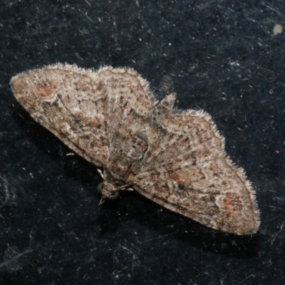 Pasiphilodes testulata (Pome looper) at WendyM's farm at Freshwater Ck. - 19 Sep 2023 by WendyEM