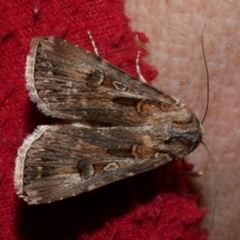 Agrotis munda (Brown Cutworm) at WendyM's farm at Freshwater Ck. - 19 Sep 2023 by WendyEM