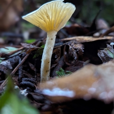 Unverified Fungus at Box Cutting Rainforest Walk - 6 Jun 2024 by Sunray