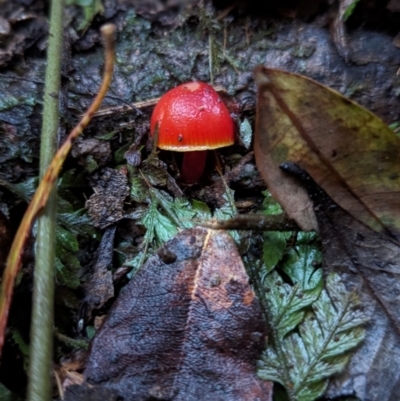 Unverified Fungus at Box Cutting Rainforest Walk - 6 Jun 2024 by Sunray