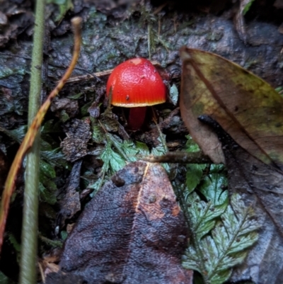 Unidentified Fungus at Box Cutting Rainforest Walk - 6 Jun 2024 by Sunray