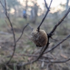 Mantidae - egg case (family) (Egg case of praying mantis) at QPRC LGA - 18 May 2024 by Sunray
