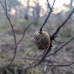 Mantidae (family) (Egg case of praying mantis) at QPRC LGA - 18 May 2024 by Sunray