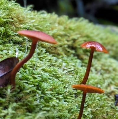 Unidentified Fungus at Box Cutting Rainforest Walk - 6 Jun 2024 by Sunray