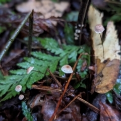 Marasmius sp. (Horse hair fungus) at Box Cutting Rainforest Walk - 6 Jun 2024 by Sunray