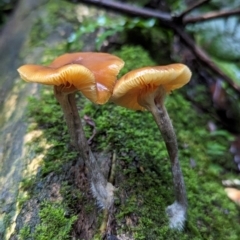 Unverified Fungus at Box Cutting Rainforest Walk - 6 Jun 2024 by Sunray