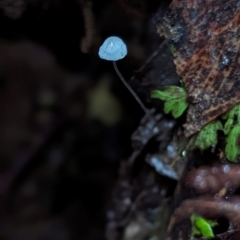Unverified Cap on a stem; gills below cap [mushrooms or mushroom-like] at Box Cutting Rainforest Walk - 6 Jun 2024 by Sunray