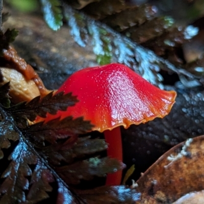 Unverified Cap on a stem; gills below cap [mushrooms or mushroom-like] at Box Cutting Rainforest Walk - 6 Jun 2024 by Sunray