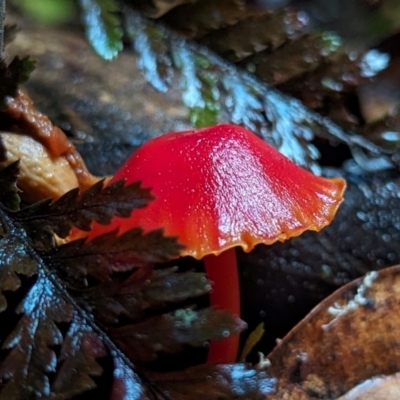 Unidentified Cap on a stem; gills below cap [mushrooms or mushroom-like] at Box Cutting Rainforest Walk - 6 Jun 2024 by Sunray