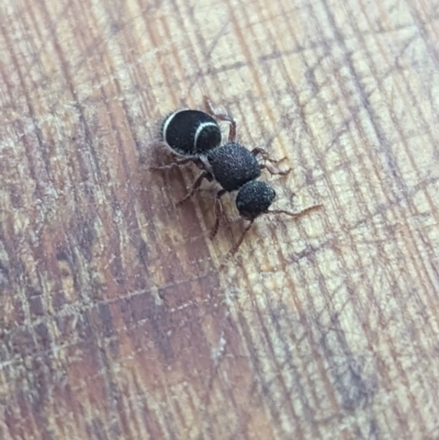 Eurymutilla sp. (genus) (Mutillid wasp or velvet ant) at QPRC LGA - 28 Feb 2024 by Sunray