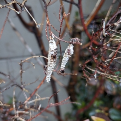 Ropalidia revolutionalis (Stick-nest Brown Paper Wasp) at Tweed Heads South, NSW - 16 Jan 2024 by Sunray