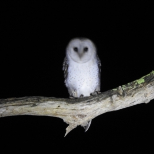 Tyto alba at Lions Youth Haven - Westwood Farm A.C.T. - suppressed