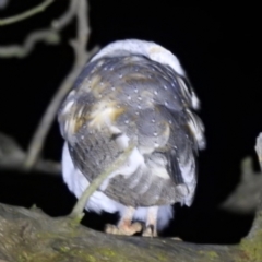 Tyto alba at Lions Youth Haven - Westwood Farm A.C.T. - suppressed