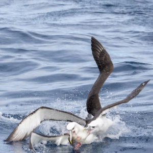 Thalassarche cauta at Undefined - 1 Jun 2024 11:50 AM