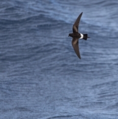 Oceanites oceanicus (Wilson's Storm-Petrel) at Undefined - 1 Jun 2024 by BenHarvey