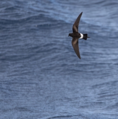 Oceanites oceanicus (Wilson's Storm-Petrel) at Undefined - 1 Jun 2024 by BenHarvey