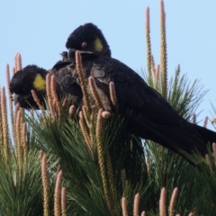 Zanda funerea (Yellow-tailed Black-Cockatoo) at WendyM's farm at Freshwater Ck. - 17 Sep 2023 by WendyEM