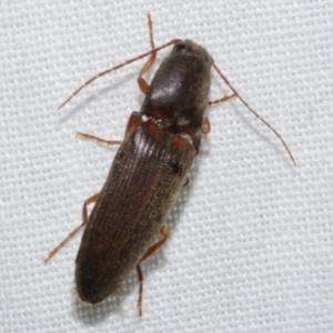 Monocrepidius (genus) at WendyM's farm at Freshwater Ck. - 19 Sep 2023 10:12 PM