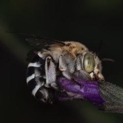 Amegilla sp. (genus) (Blue Banded Bee) at Murrumbateman, NSW - 8 Jun 2024 by amiessmacro