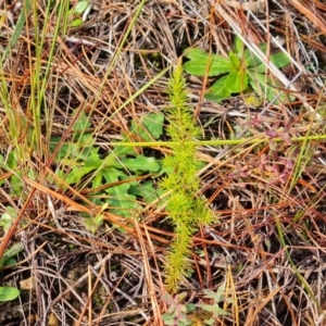 Erica lusitanica at Isaacs Ridge and Nearby - 8 Jun 2024 12:45 PM