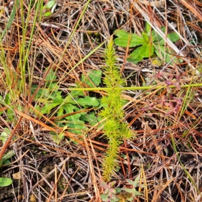 Erica lusitanica (Spanish Heath ) at Isaacs Ridge and Nearby - 8 Jun 2024 by Mike