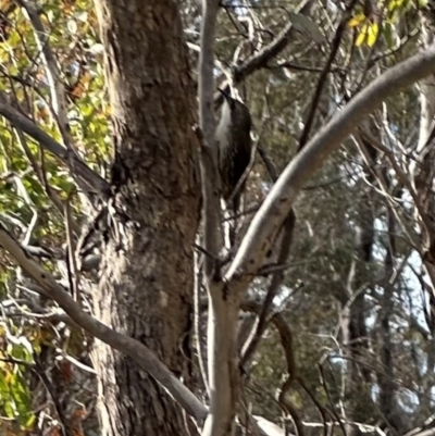 Cormobates leucophaea (White-throated Treecreeper) at QPRC LGA - 8 Jun 2024 by yellowboxwoodland