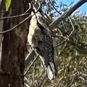 Cormobates leucophaea at QPRC LGA - suppressed