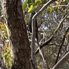 Cormobates leucophaea at QPRC LGA - 8 Jun 2024