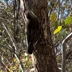 Cormobates leucophaea at QPRC LGA - 8 Jun 2024