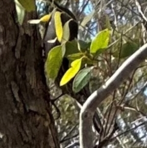 Cormobates leucophaea at QPRC LGA - suppressed