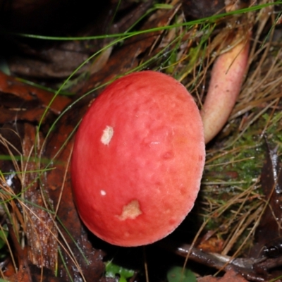 Boletellus obscurecoccineus (Rhubarb Bolete) at Tidbinbilla Nature Reserve - 8 Jun 2024 by TimL