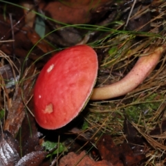 Boletellus obscurecoccineus at Tidbinbilla Nature Reserve - 8 Jun 2024 11:43 AM