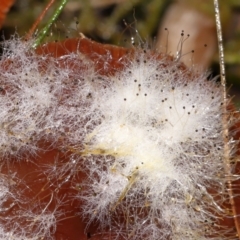 Mucorales at Tidbinbilla Nature Reserve - 8 Jun 2024