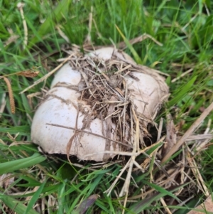 Agaricus sp. at Umbagong District Park - 8 Jun 2024 02:40 PM