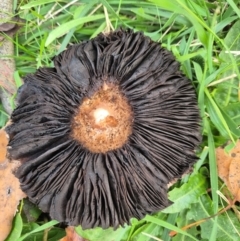 Agaricus sp. at Umbagong District Park - 8 Jun 2024 02:40 PM