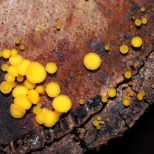 Bisporella citrina at Tidbinbilla Nature Reserve - 8 Jun 2024