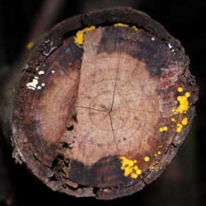 Bisporella citrina at Tidbinbilla Nature Reserve - 8 Jun 2024