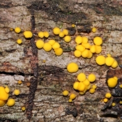 Bisporella citrina at Tidbinbilla Nature Reserve - 8 Jun 2024