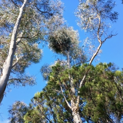 Muellerina eucalyptoides at Cooma North Ridge Reserve - 8 Jun 2024 by mahargiani