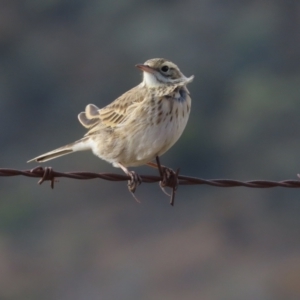 Anthus australis at Tharwa, ACT - 8 Jun 2024