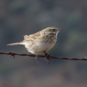 Anthus australis at Tharwa, ACT - 8 Jun 2024