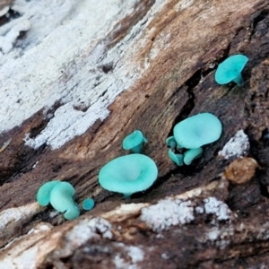 Chlorociboria at Alison Hone Reserve - 8 Jun 2024 04:36 PM