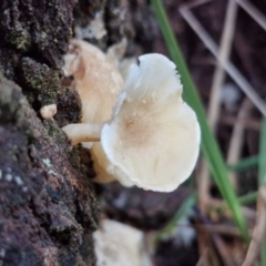 Unidentified Cap on a stem; gills below cap [mushrooms or mushroom-like] at Alison Hone Reserve - 8 Jun 2024 by trevorpreston